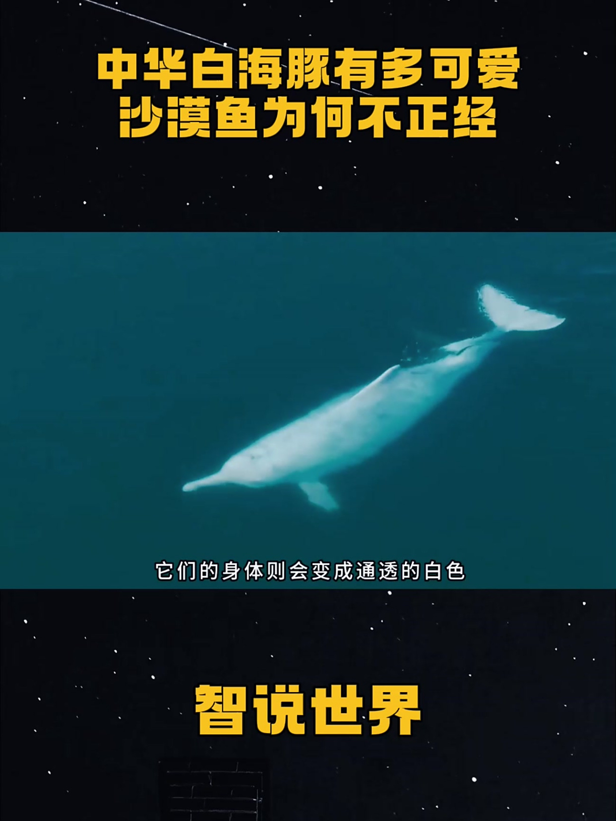 中华白海豚有多可爱,沙漠鱼为何不正经