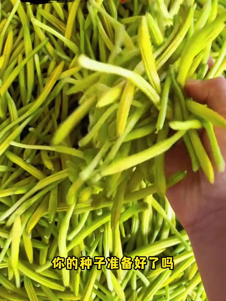黄花菜既是菜又是花,耐寒产量高,种一次可多年采摘