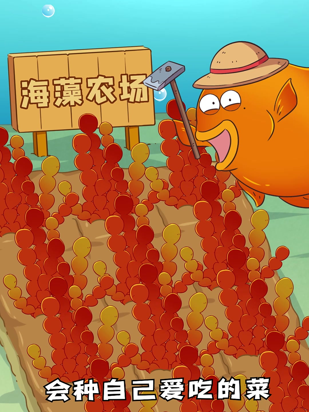 自己会“种菜”的海洋农夫——雀鲷