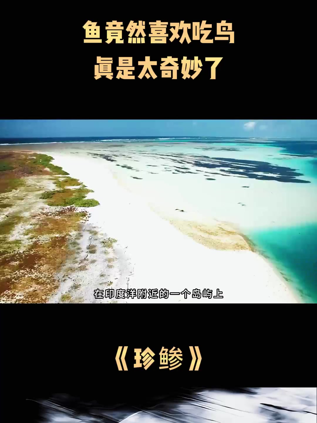 《珍鲹》鱼竟然喜欢吃鸟,真是太奇妙了