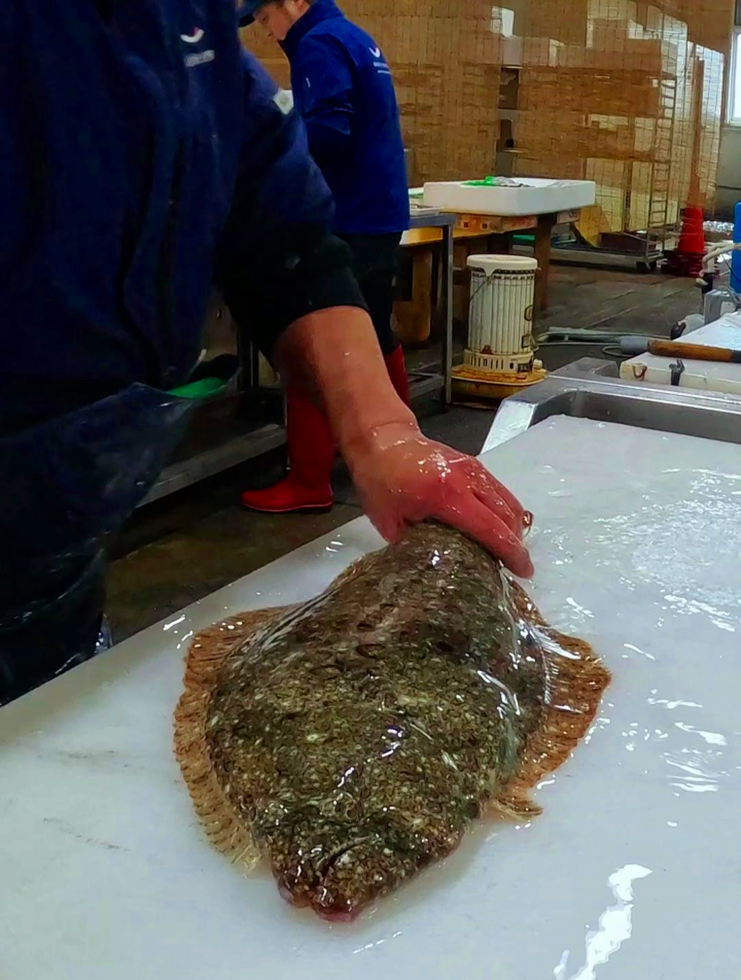 日本人都是如何杀鱼的,看起来很丝滑很解压,真是让人大开眼界啊