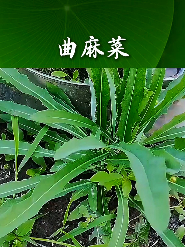 曲麻菜也叫野苦苣,吃了太多油腻的东西,可以吃点凉拌曲麻菜