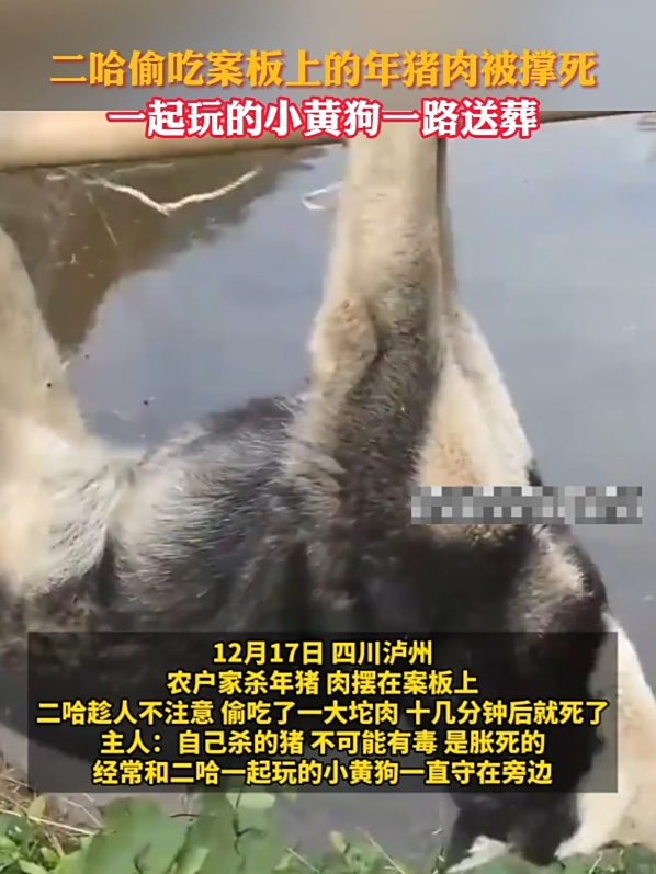 二哈偷吃案板上的年猪肉被撑死,一起玩的小黄狗一路送葬