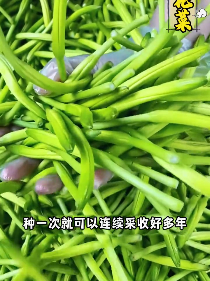 黄花菜,煲汤做菜都好吃,富含钙铁蛋白质,可连续采摘多年