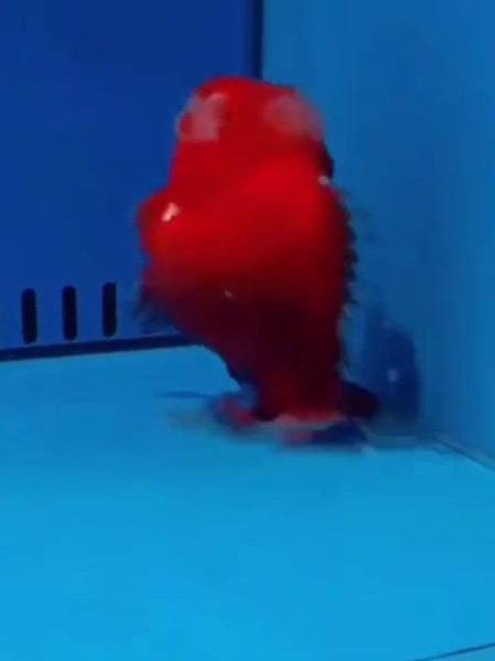 第一次见到这么“嘚瑟”的金鱼,金鱼在缸底“走”出魔性小步伐