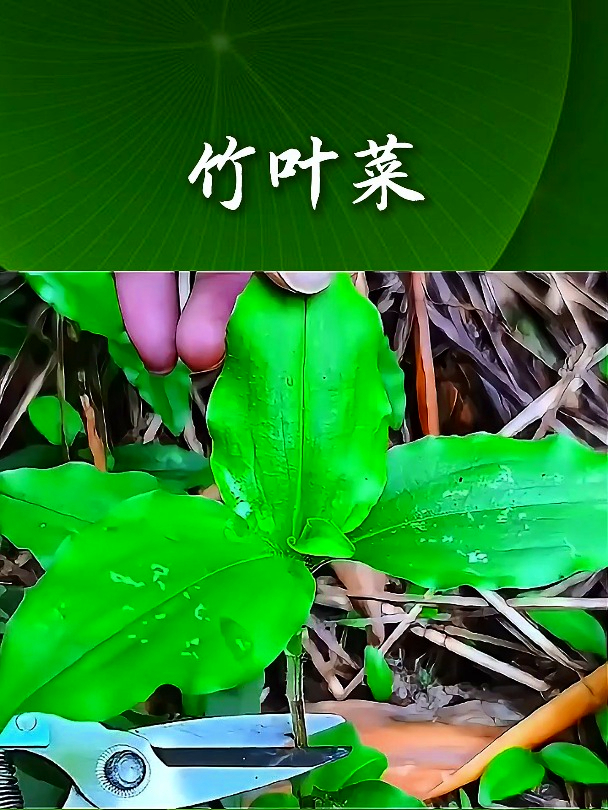 竹叶菜也叫藤藤菜,有时候咳嗽了,可以吃点竹叶菜煮的汤