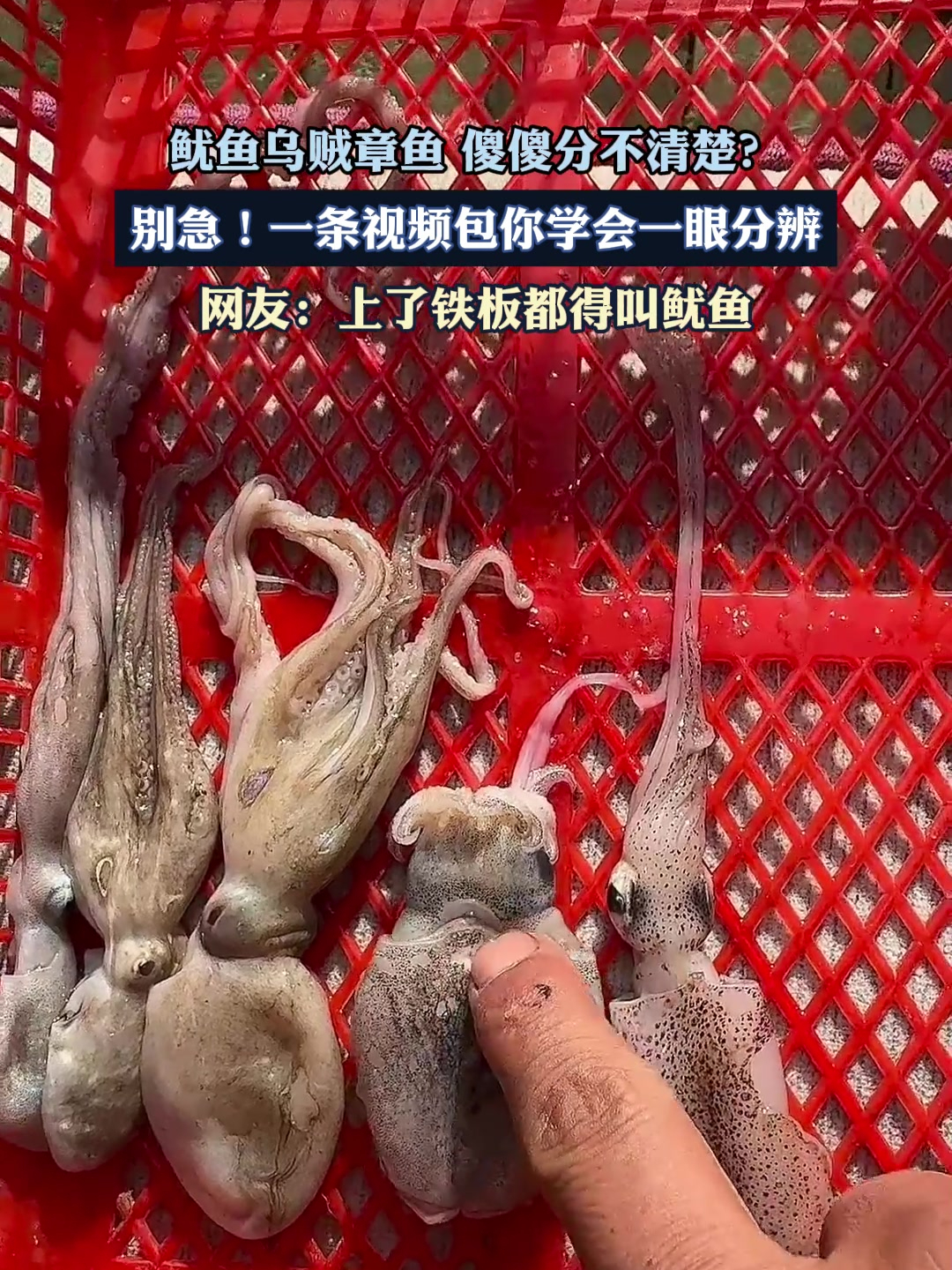 鱿鱼、乌贼、章鱼,傻傻分不清楚?一条视频包你学会一眼分辨