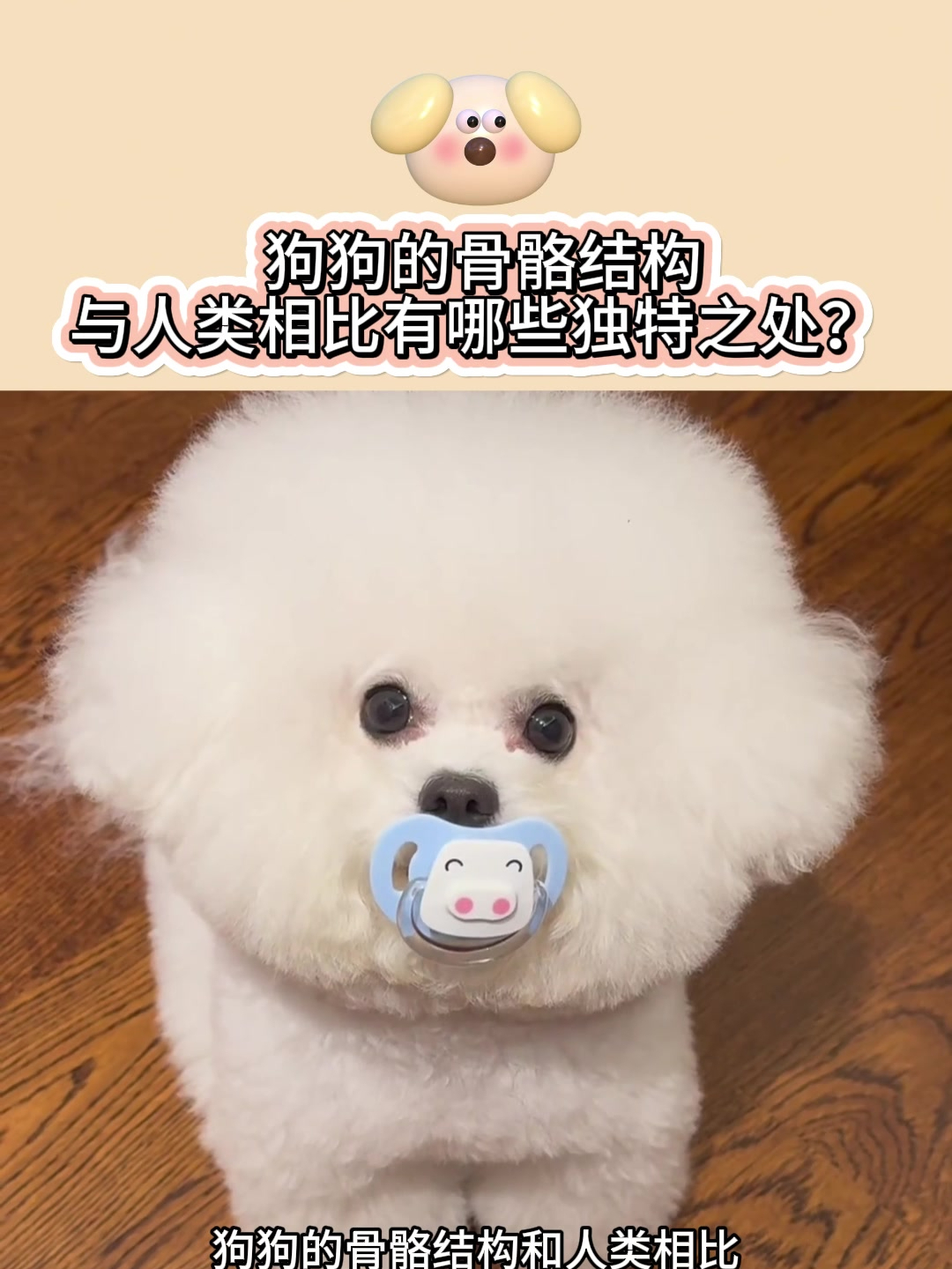 狗狗的骨骼结构与人类相比有哪些独特之处?