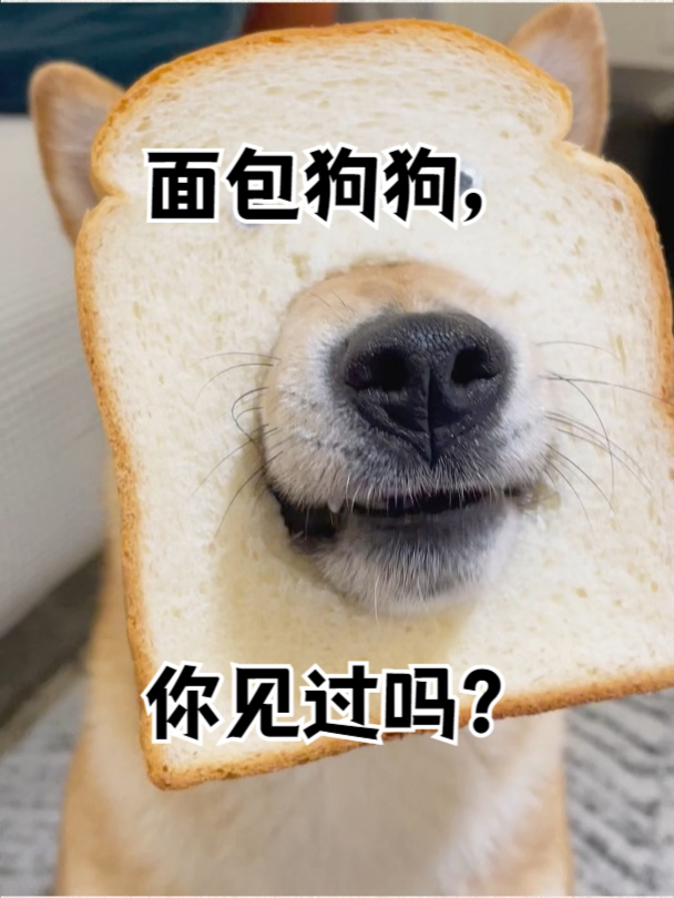 面包狗狗,你见过吗?