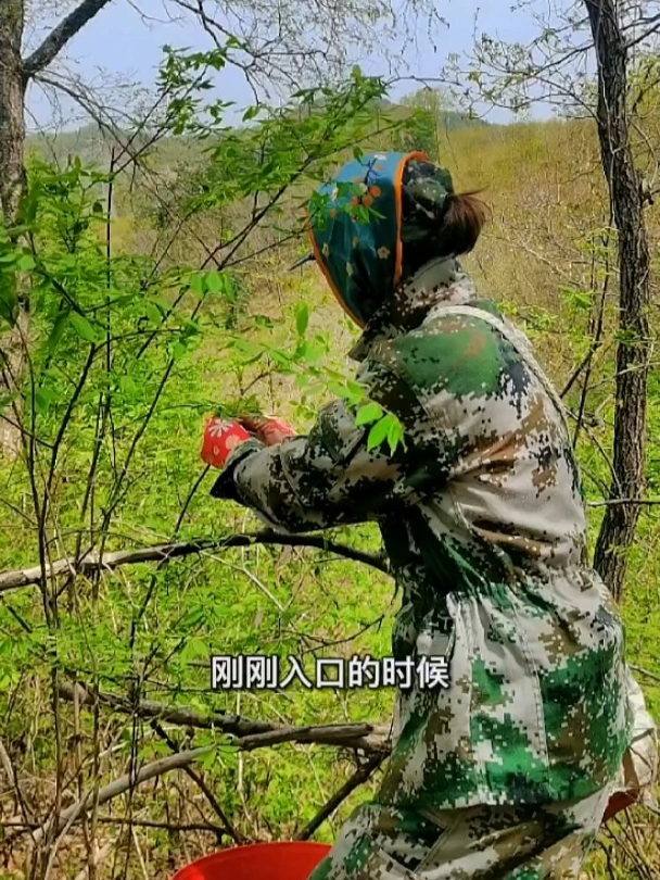 今天山里的菜挺多的,刺五加我还是挺喜欢吃的,记录生活的一天