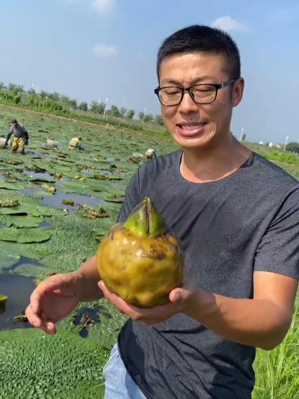 芡实又叫鸡头米,它被称为水中人参,营养价值十分高!