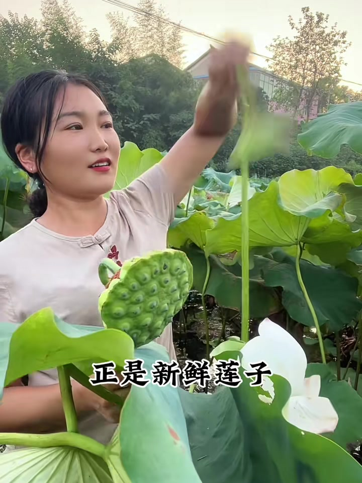 新鲜莲子不要老是生吃,像我这样子做,新鲜莲子炒嫩仔鱼