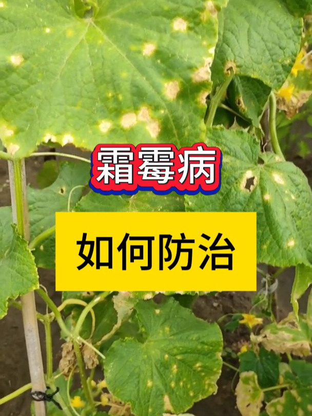霜霉病怎么发生的?怎么治
