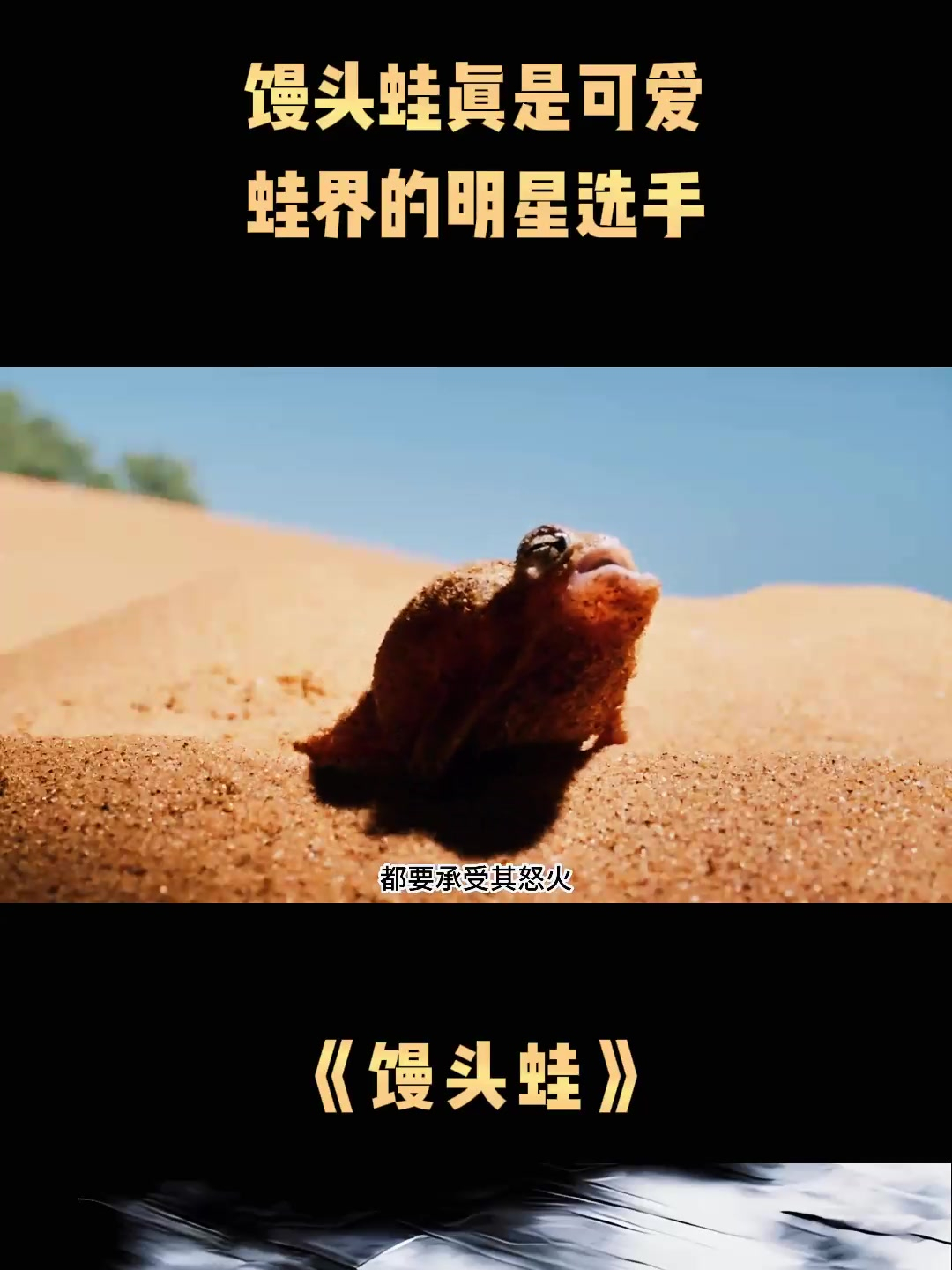 馒头蛙真是可爱,蛙界的明星选手