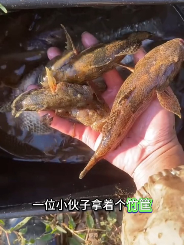 你见过用竹筐捞鱼的吗?