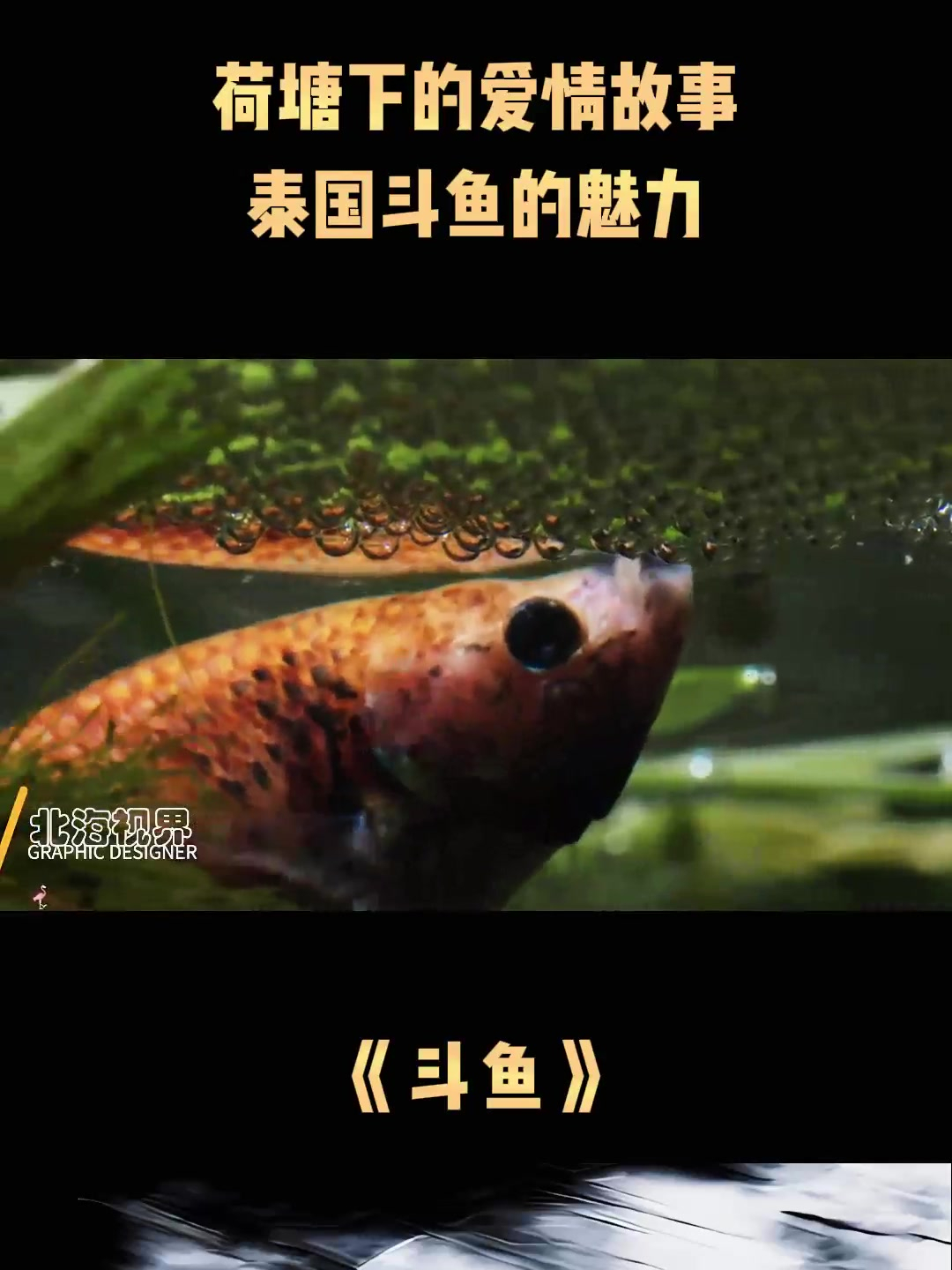 荷塘下的爱情故事,泰国斗鱼的魅力