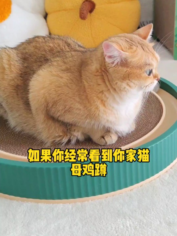 我就说我家猫一天怎么总母鸡蹲!还呕吐!原来是这个原因