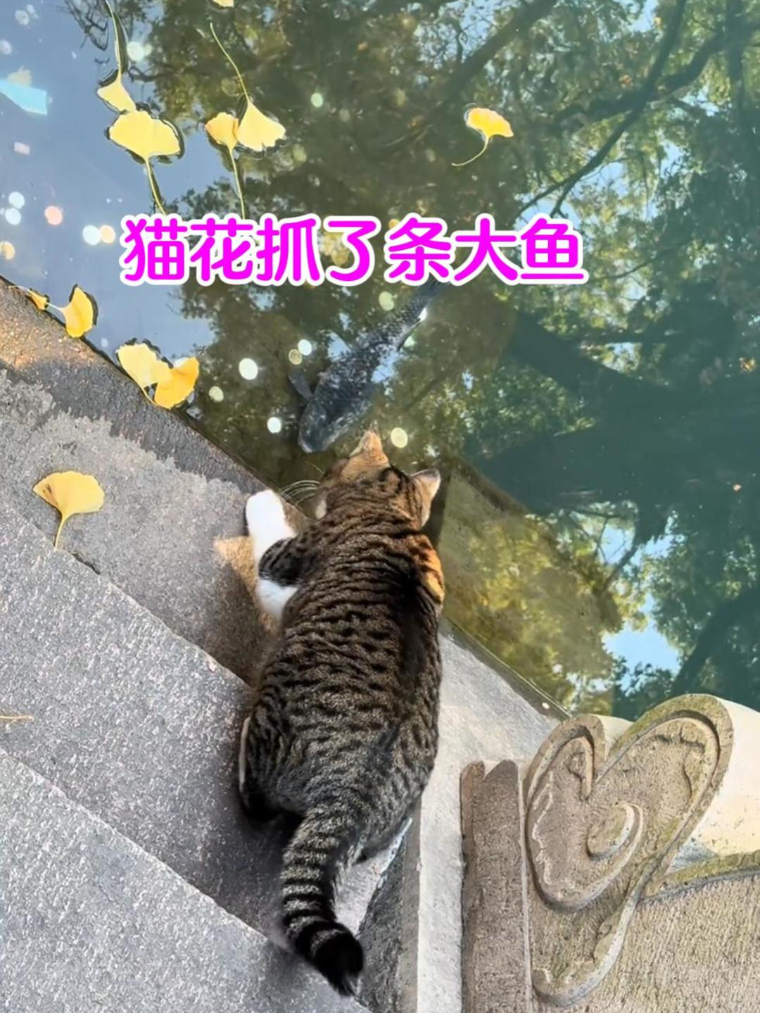 这只花猫比钓鱼佬还厉害,抓到一条大鱼