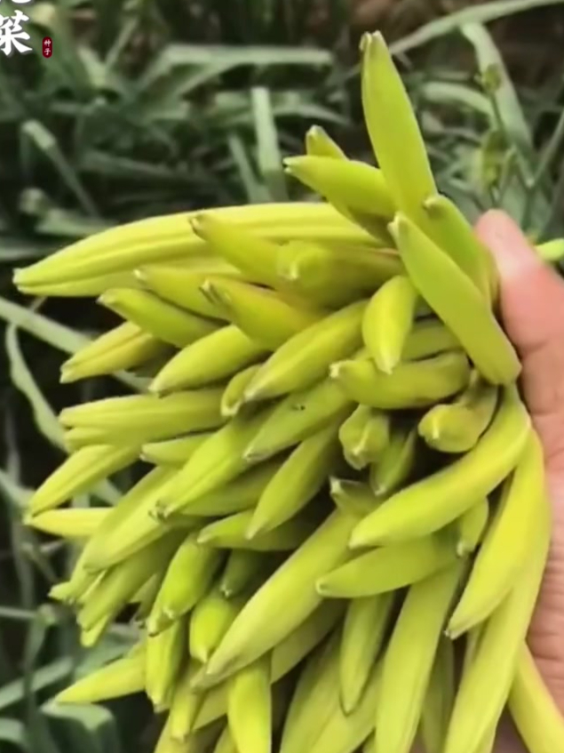 黄花菜,好种植易管理,可多茬采摘,现在正是种的好季节