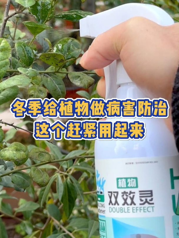 冬季养绿植,一定要做好病虫害防治,这个用起来