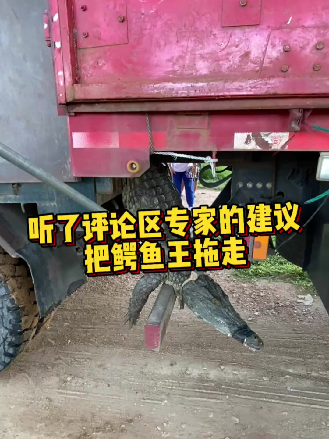 不听话的鳄鱼王,拖走拖走