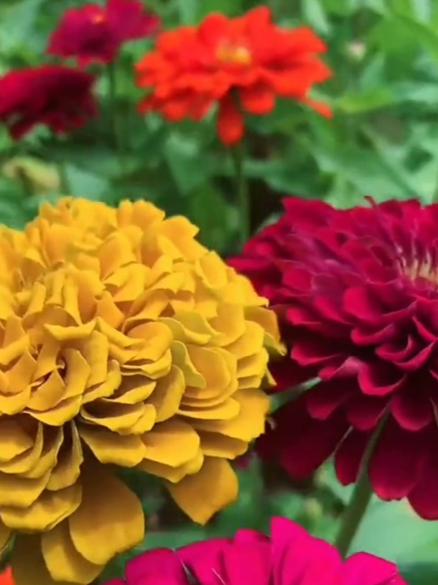 百日草,寓意步步高升,花期长达百日,可年年自播