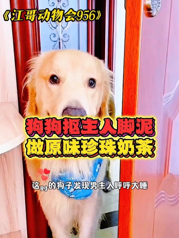 狗狗抠主人脚泥,做原味珍珠奶茶!