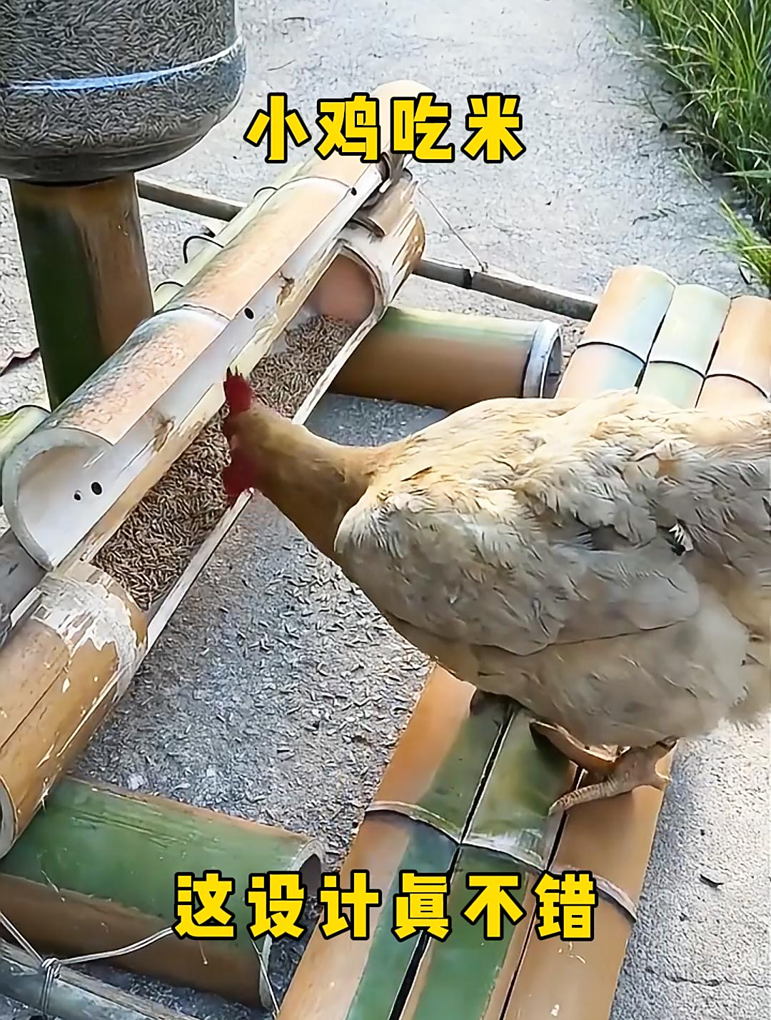 小鸡吃米,这设计真不错!