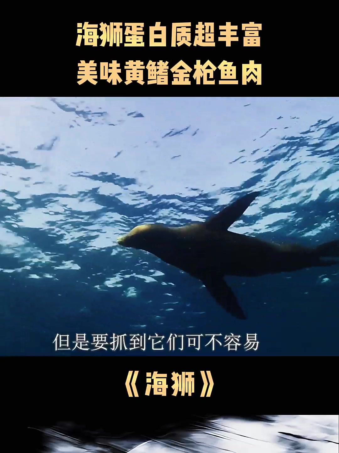 海狮蛋白质超丰富,美味黄鳍金枪鱼肉