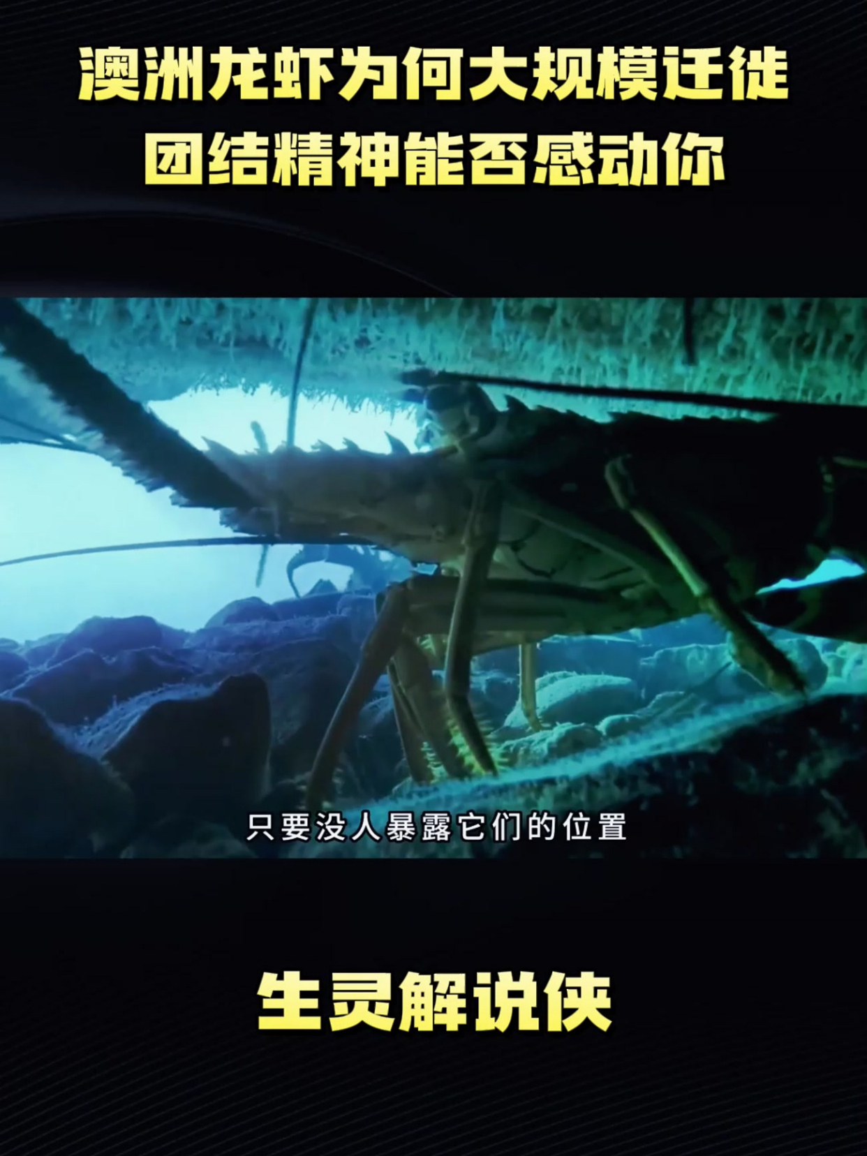 澳洲龙虾为何大规模迁徙,团结精神能否感动你