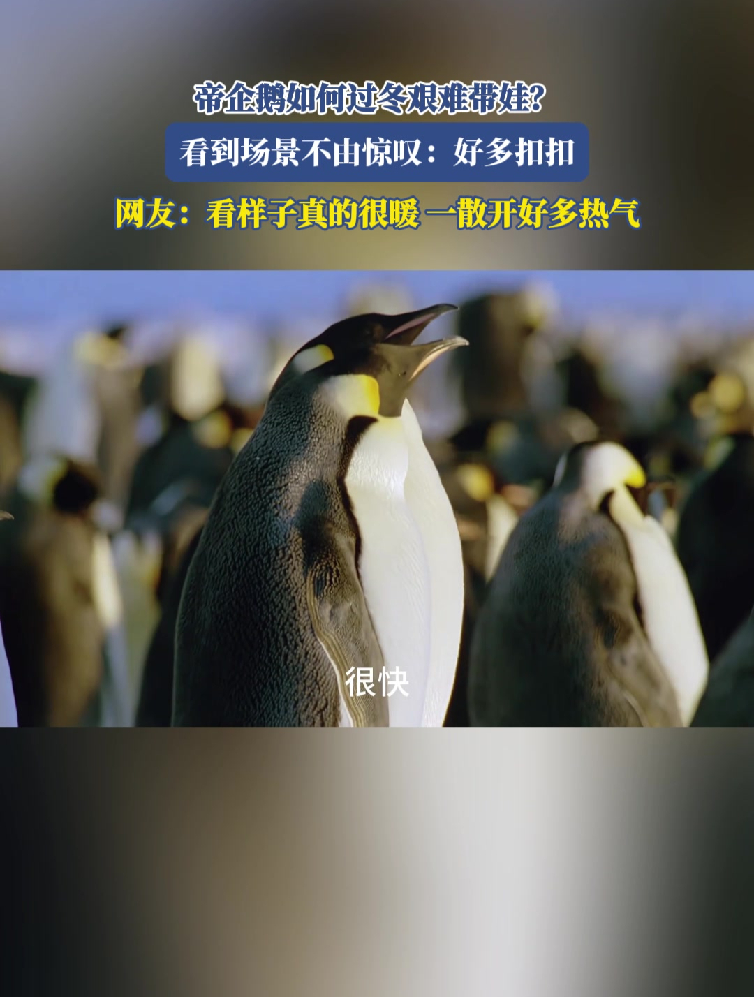 帝企鹅如何过冬艰难带娃?网友:看样子真的很暖,一散开好多热气