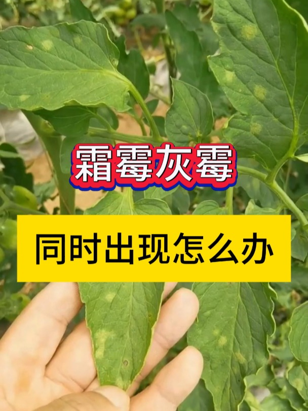 霜霉病灰霉病同时发生怎么防治?真菌病害杀菌药搭配