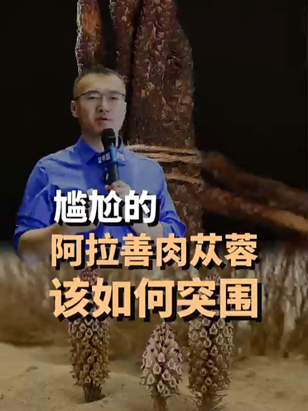 被低估的阿拉善肉苁蓉,该如何突围?