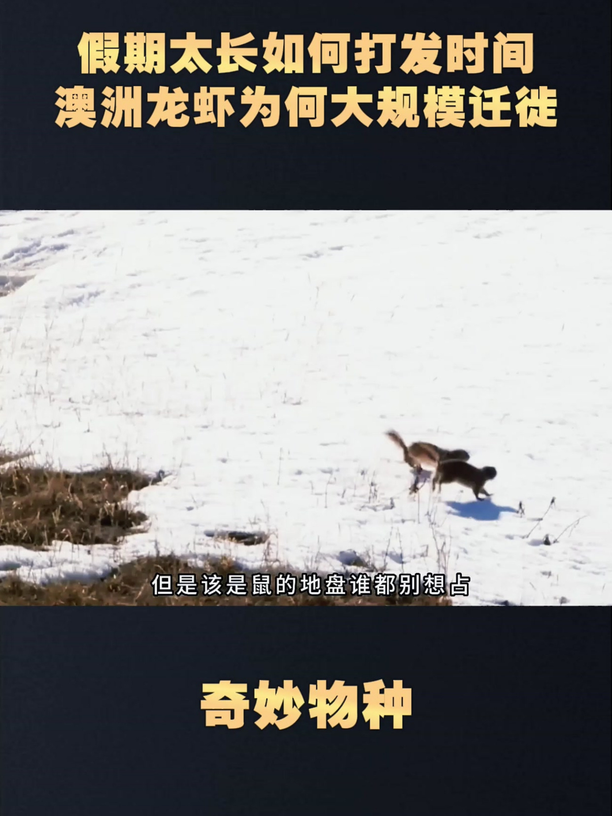 假期太长如何打发时间,澳洲龙虾为何大规模迁徙