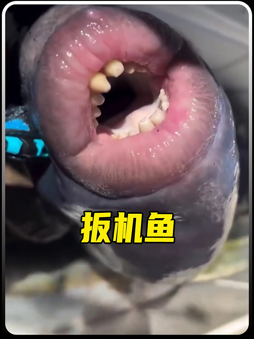 扳机鱼的嘴唇你见过吗?