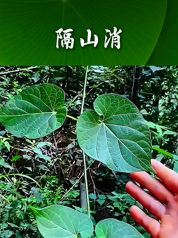 隔山消也叫白首乌,如果吃了不易消化的东西,它可以帮你缓解