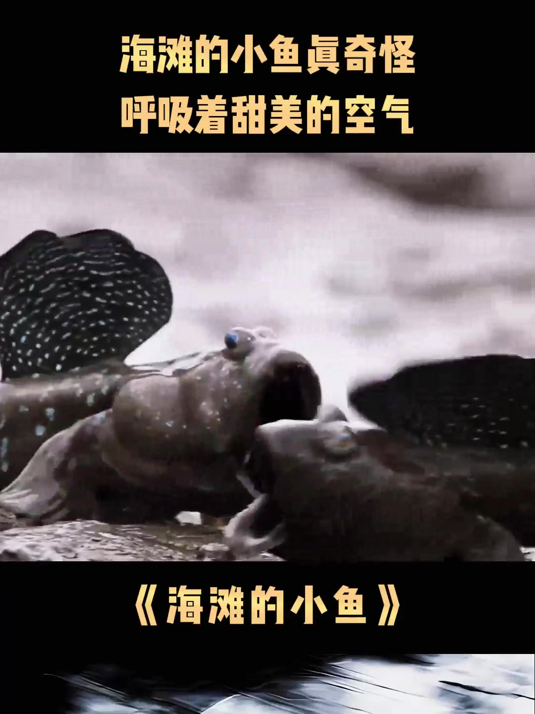 海滩的小鱼真奇怪,呼吸着甜美的空气