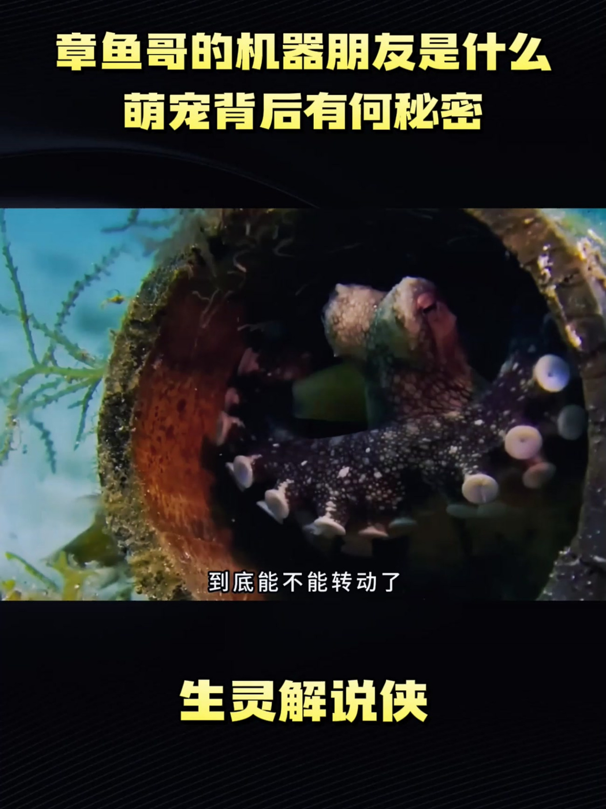 章鱼哥的机器朋友是什么,萌宠背后有何秘密
