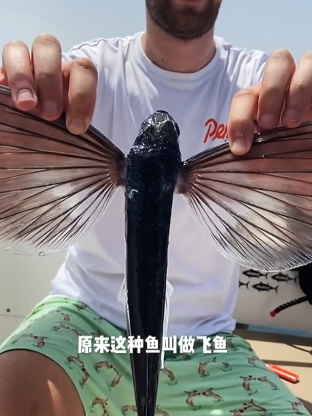 这是一对长着翅膀的鱼,它还会飞翔