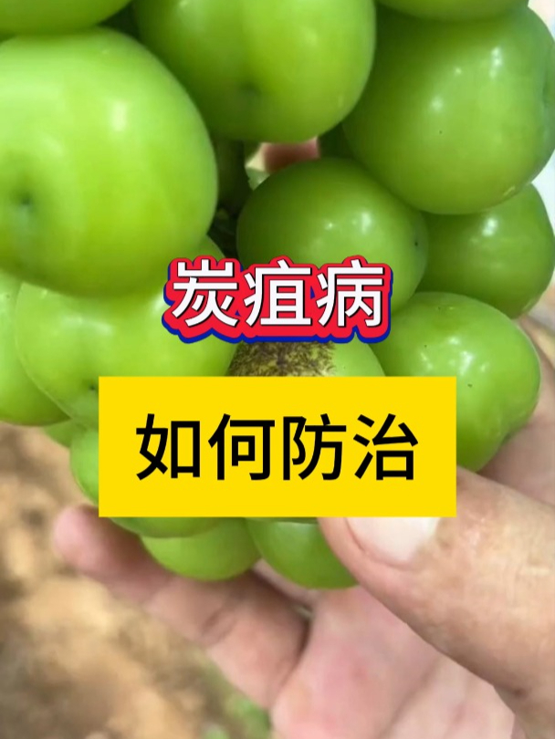 炭疽病用什么药?炭疽病防治方法