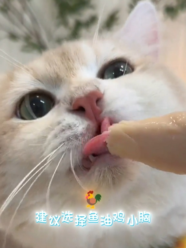 懒人铲屎官必备的鸡胸肉!营养又长肉!毛孩子超爱吃!