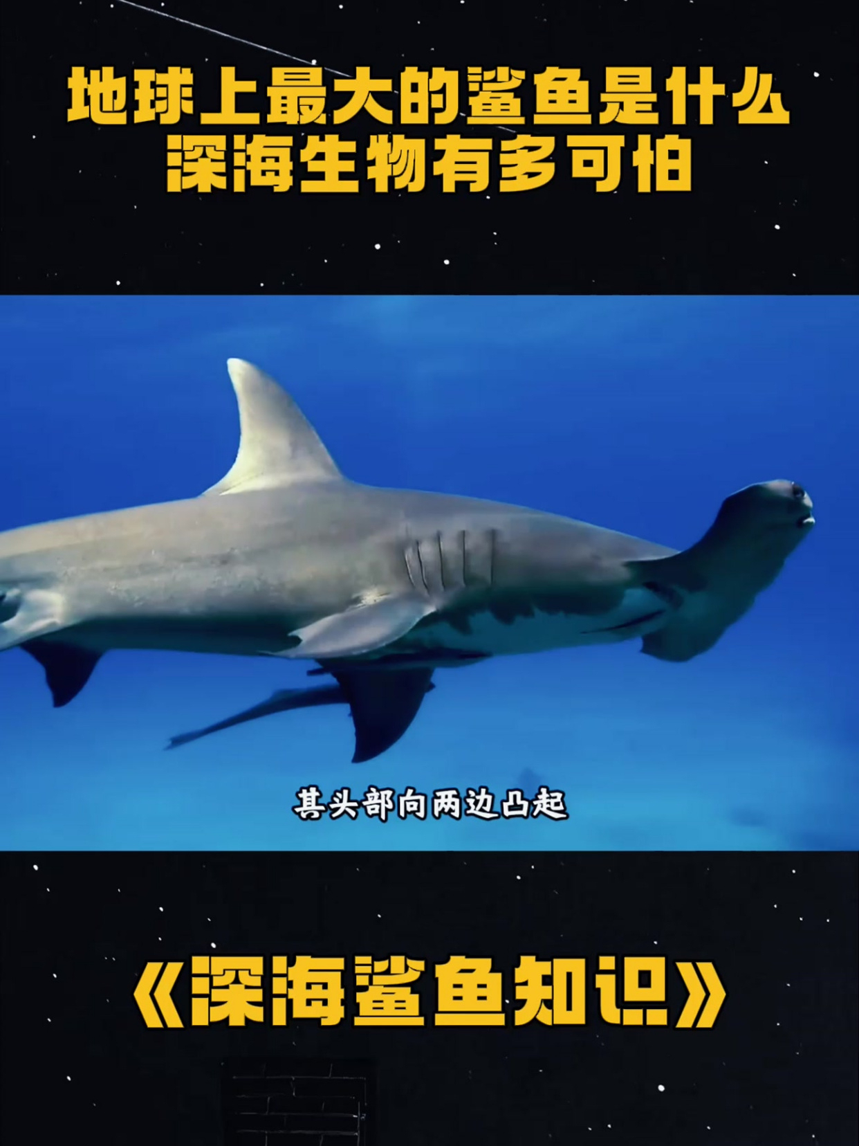 《深海鲨鱼知识》地球上最大的鲨鱼是什么,深海生物有多可怕