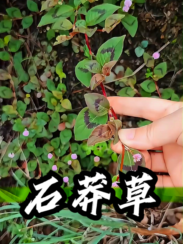 石莽草也叫头花蓼,拿它煮水饮用,可以让小便变得更顺畅
