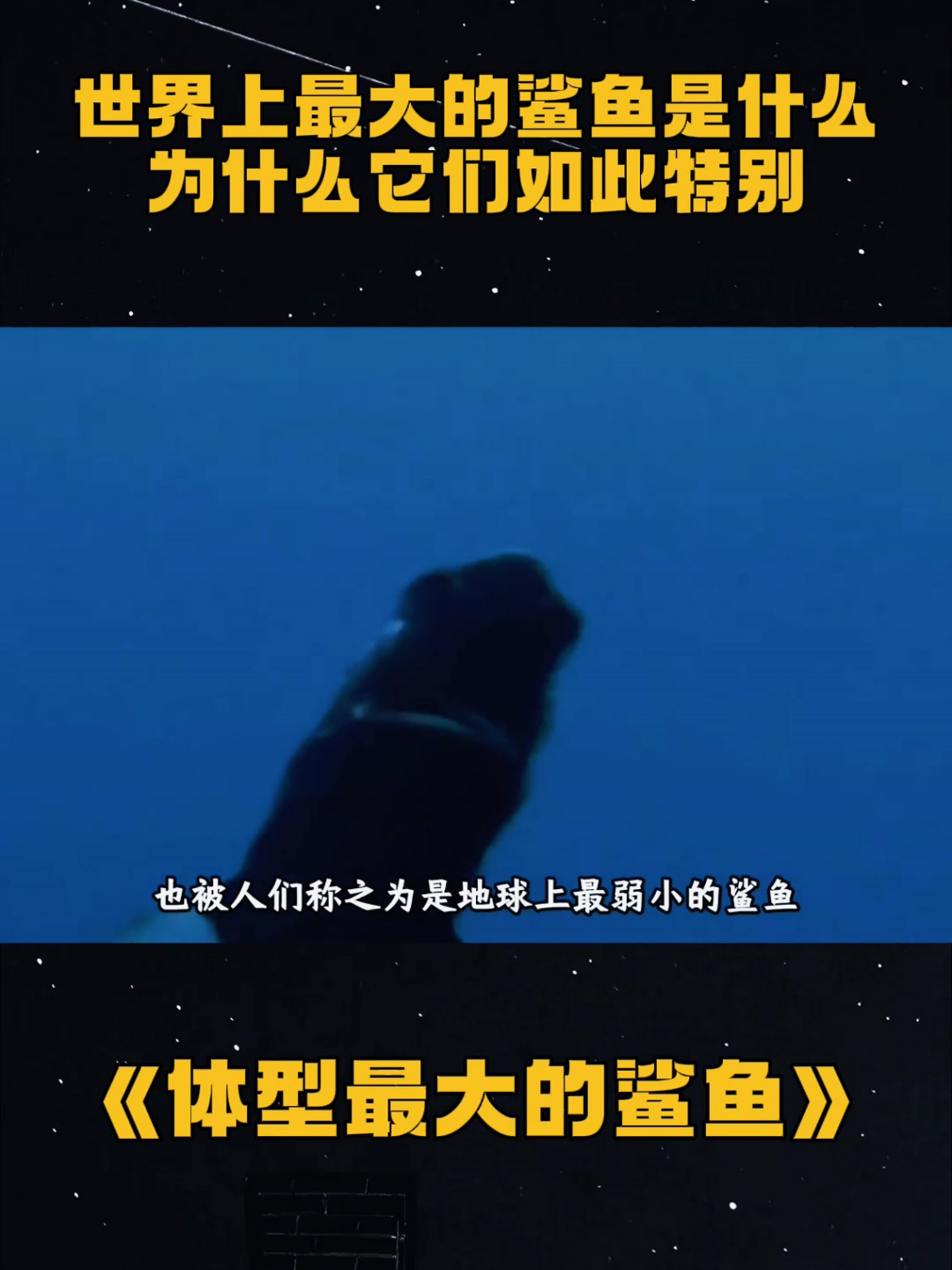 《体型最大的鲨鱼》世界上最大的鲨鱼是什么,为什么它们如此特别