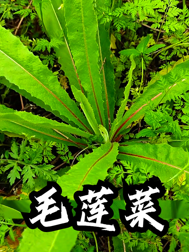 毛莲菜也叫枪刀菜,拿它泡水饮用,有助于促进身体代谢