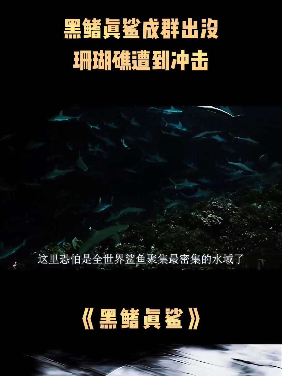 《黑鳍真鲨》黑鳍真鲨成群出没,珊瑚礁遭到冲击