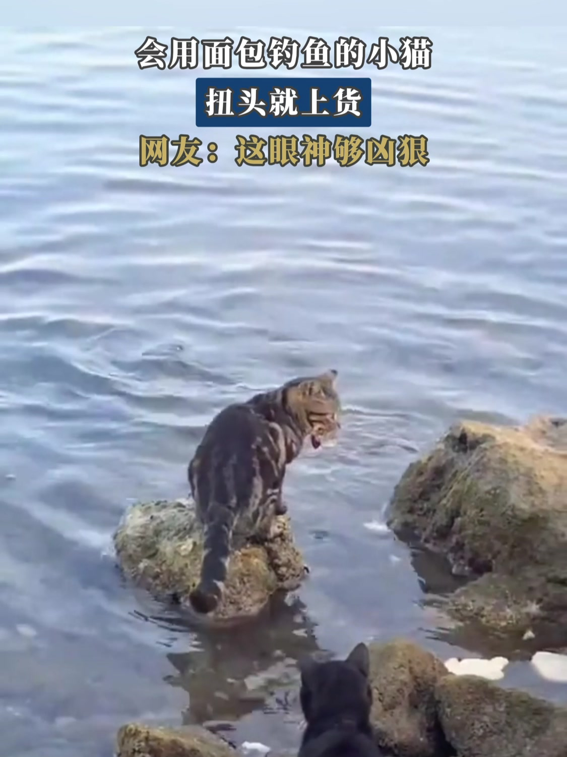 会用面包钓鱼的小猫,扭头就上货