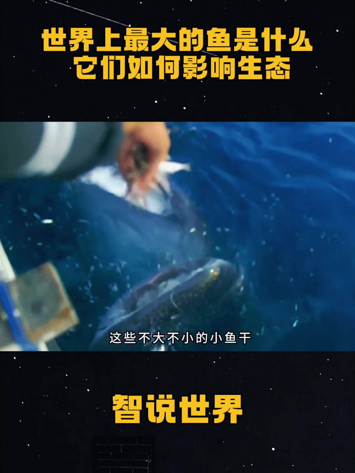 世界上最大的鱼是什么,它们如何影响生态