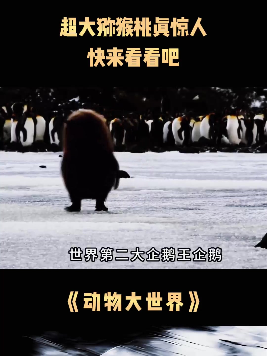 超大猕猴桃真惊人,快来看看吧