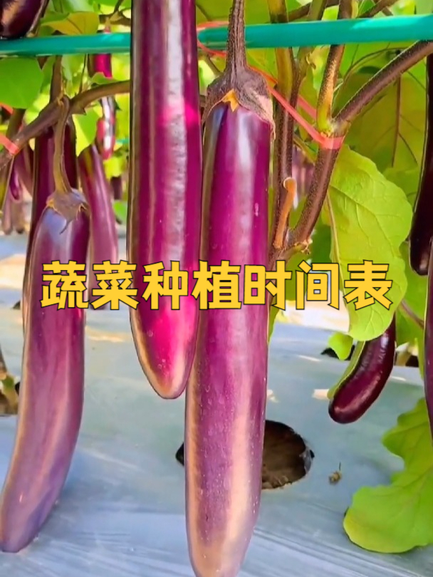 蔬菜种植时间表,南北方都适用!